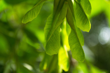 maple seeds