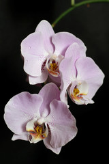 Fototapeta na wymiar Lilac orchid Phalaenopsis on a black background
