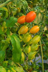 The Roma tomato in an organic farm.