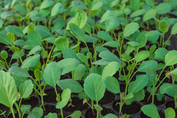 The young cabbages being planted in an organic farm in Chiang Mai, Thailand.
