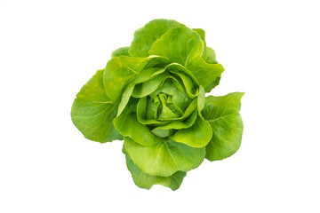 The butter head lettuce on the white background, the clipping path for graphics processing is included.
