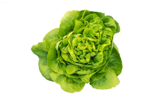 The butter head lettuce on the white background, the clipping path for graphics processing is included.
