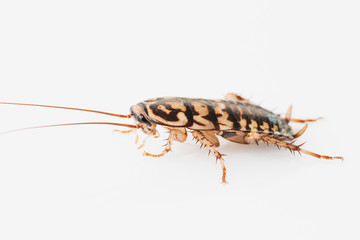 cockroach on white background