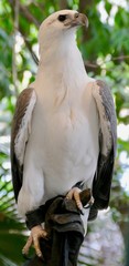 White-bellied Sea Eagle