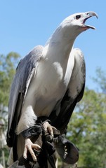White-bellied Sea Eagle