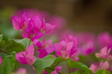 Fototapeta premium .Bougainvillea The color of the beautiful Phu Ban on fertile trees. Warm morning sun warm gold. Bobae is very beautiful.