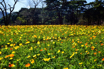 Obraz premium 別府公園の花