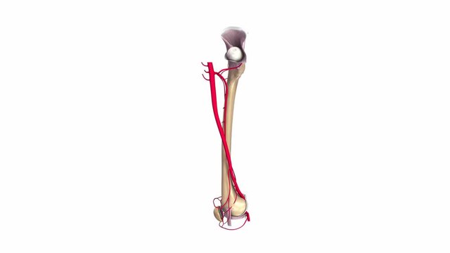 Femur with Ligaments and Arteries