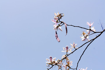 Bouquet of Pink Trumpet flower with back light. See through branch