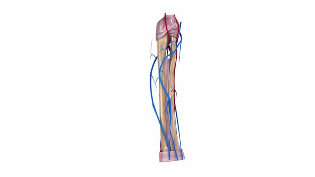 Radius and Ulna with Ligaments, arteries and  Veins