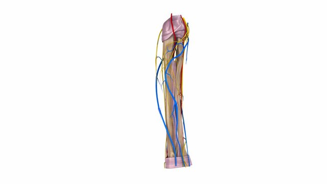 Radius and Ulna with Ligaments, arteries, blood vessels and  Veins