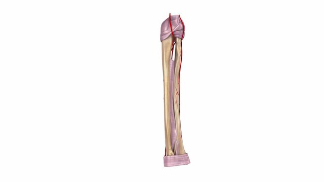 Radius and Ulna with Ligaments, arteries