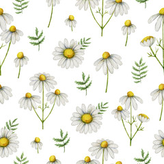 Watercolor chamomile seamless pattern of flowers and leaves isolated on white background.