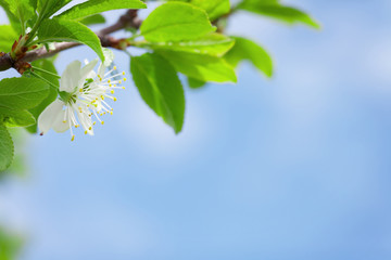 Apple blossom spring tree