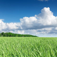 Obraz premium Green wheat field and blue sky