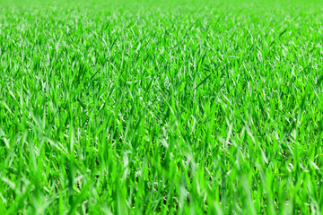 Green grass field