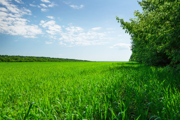 Countryside field and forest