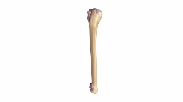 Tibia and Fibula with Ligaments
