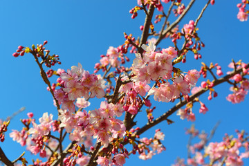 豊後水道河津桜まつり