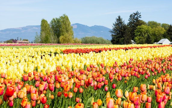 Tulip Fields During Skagit Valley Tulip Festival In Washington State, USA