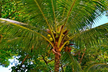 Hanging Coconuts