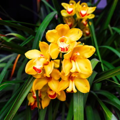 Cymbidium insigne