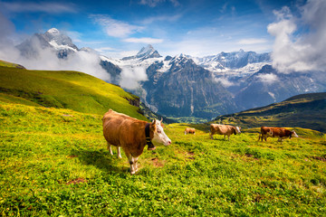 Fototapeta na wymiar Cattle on a mountain pasture.