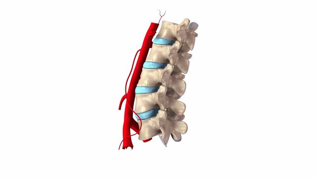 Lumbar spine with arteries