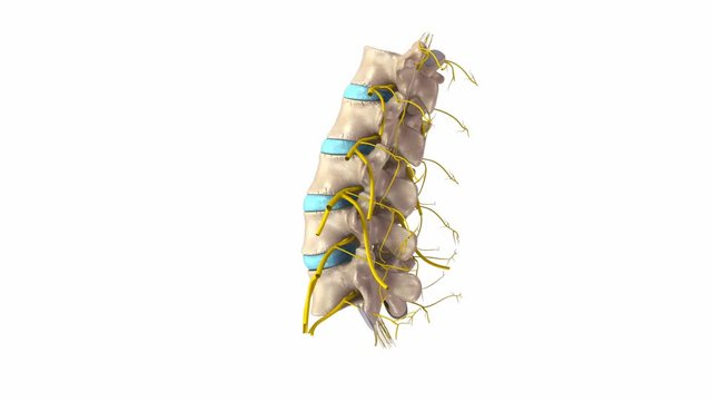 Lumbar spine with nerves