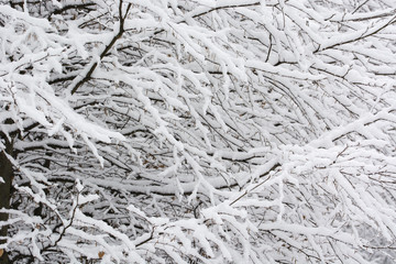 Beautifully snowy tree branch.