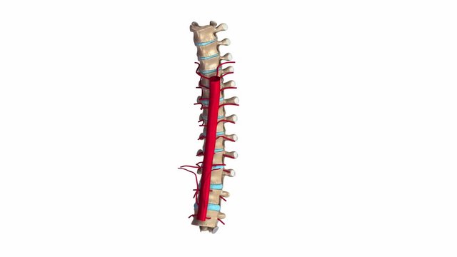 Thoracic spine with arterues