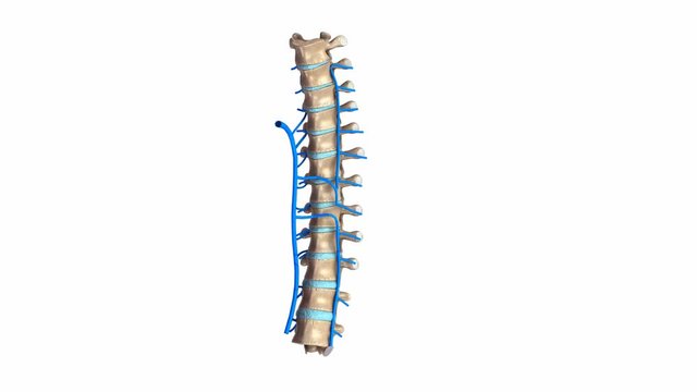 Thoracic spine with veins