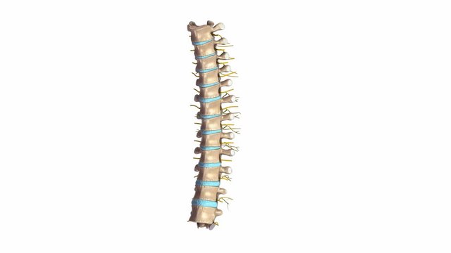 Thoracic spine with nerves