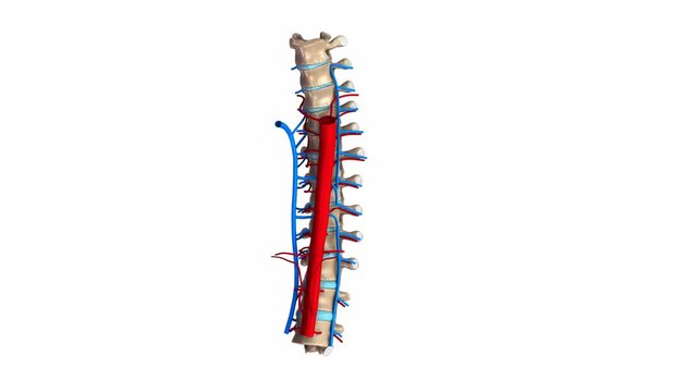 Thoracic spine with Ligaments, veins, blood vessels and arterues