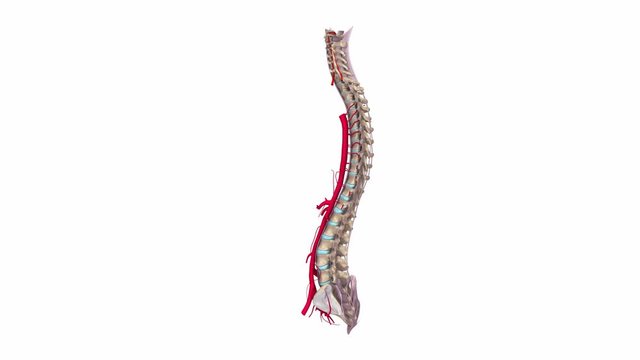Vertebral spine with Ligaments and arteries
