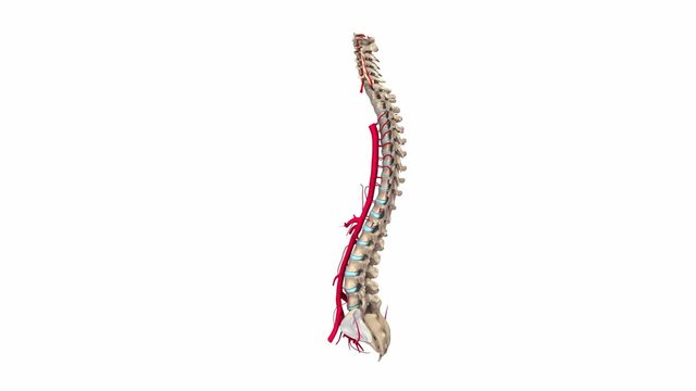 Vertebral spine with arteries