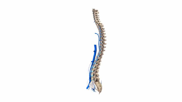 Vertebral spine with veins