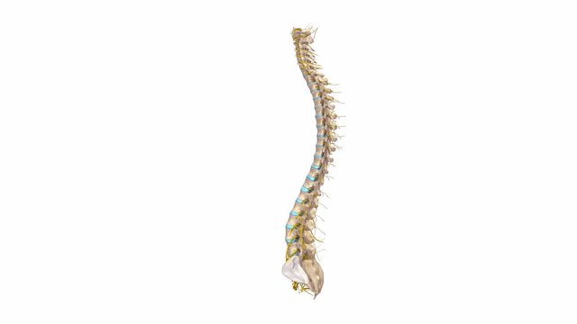 Vertebral spine with nerves