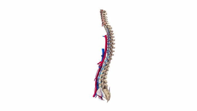 Vertebral spine with veins  and arteries