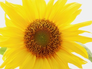 Obraz premium Sunflower