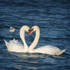 Obraz premium Białe łabędzie pływające po wodzie