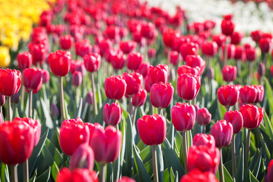 Field of beautiful blooming red tulips