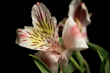 typical colombian flower