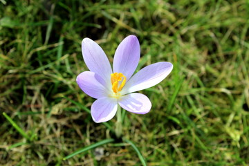 Fototapeta premium Krokusse im Garten