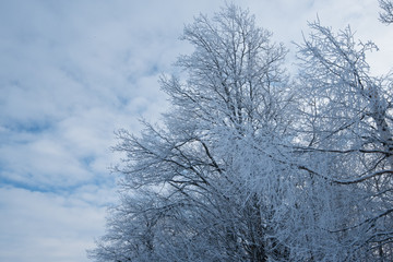 Fototapeta na wymiar Photo of winter tree