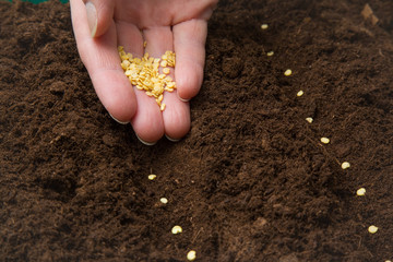 Gardener's hand seeding pepper seeds in the ground. Early spring preparations for the garden season.