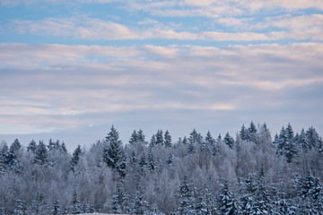 winter landscape of trees against the sky.