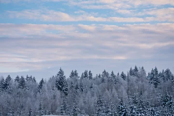 Fototapete Wald im Nebel winter landscape of trees against the sky.