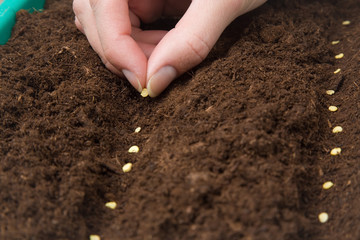 Gardener's hand seeding pepper seeds in the ground. Early spring preparations for the garden season.