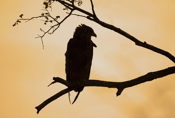 Bateleur Eagle
